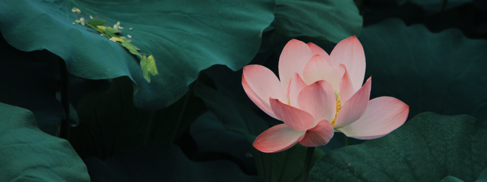 Song of Solomon 2:16 | My Beloved is Mine